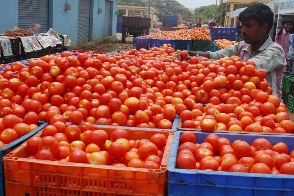 Fresh tomato arrivals from north-Indian states to ease prices