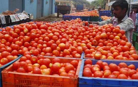 Fresh tomato arrivals from north-Indian states to ease prices