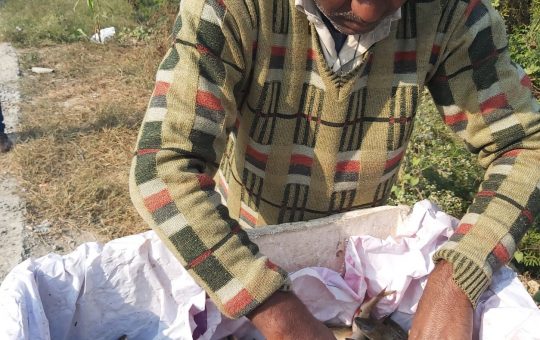Ikrar packing his catch from the Najafgarh Jheel on Sunday (Dec. 19)
