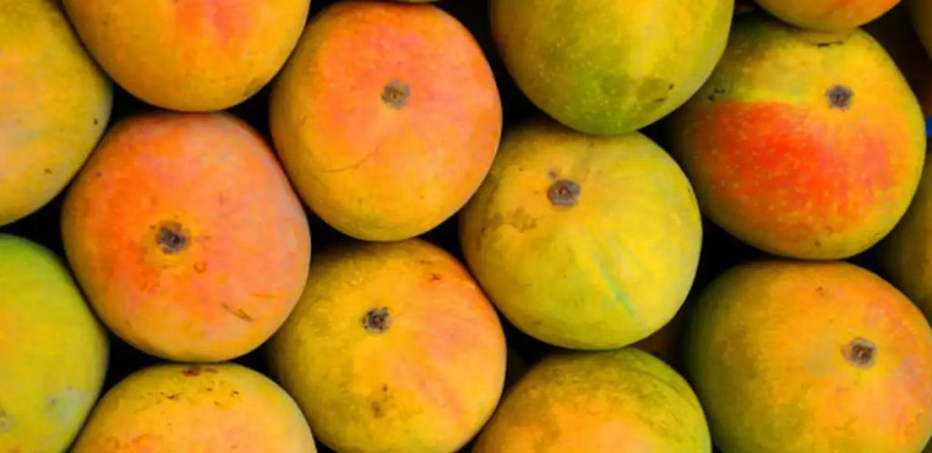Indian mangoes exports allowed to U.S.