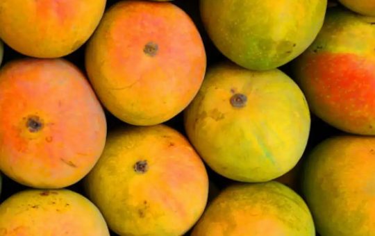 Indian mangoes exports allowed to U.S.