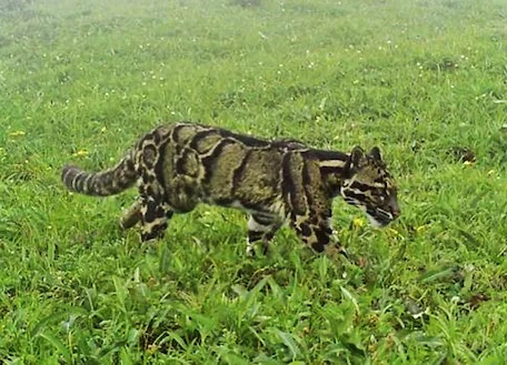 Rare clouded-leopard spotted in Nagaland forests