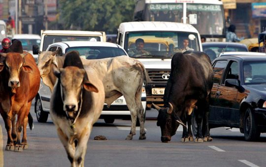 Delhi Assembly passes resolution over stray cattle menace