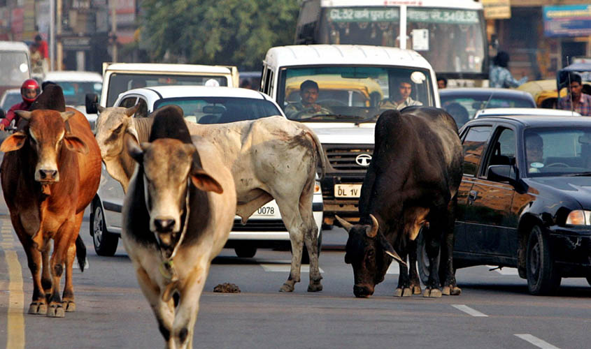 Delhi Assembly passes resolution over stray cattle menace