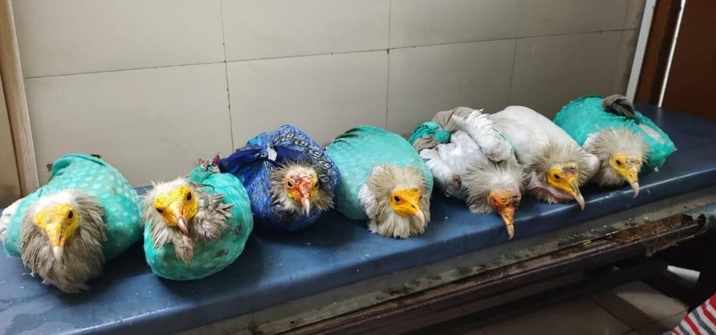 Smuggler caught with 7 rare Egyptian Vultures