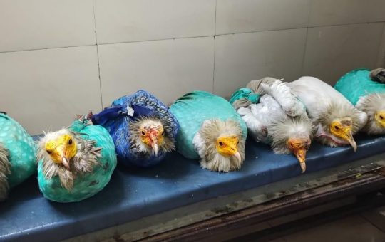 Smuggler caught with 7 rare Egyptian Vultures