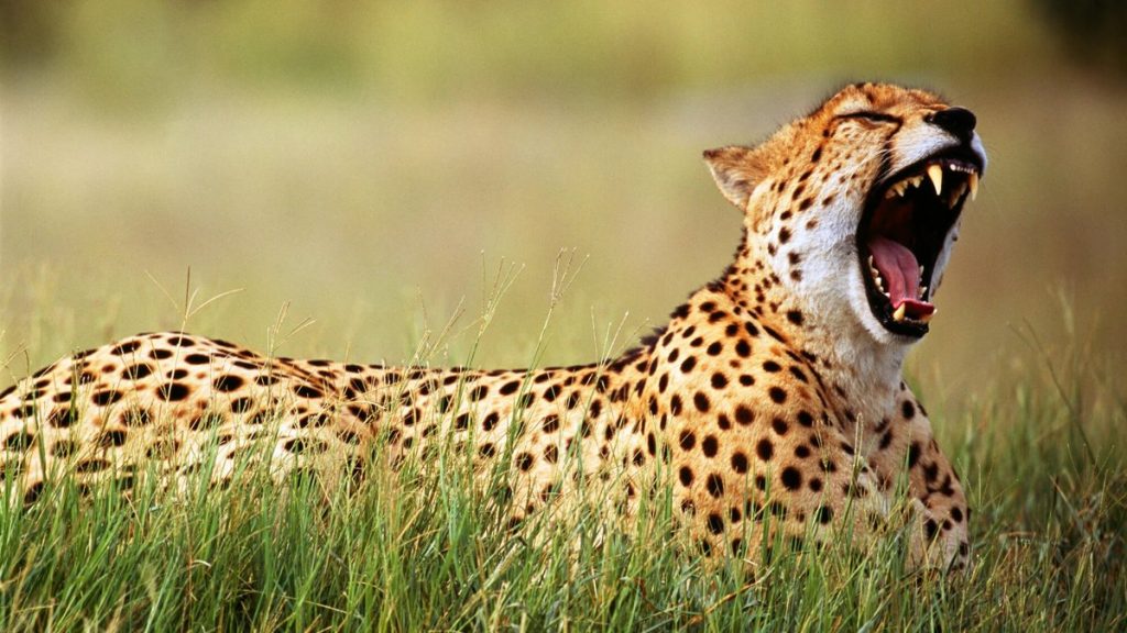 India to import Cheetahs from abroad
