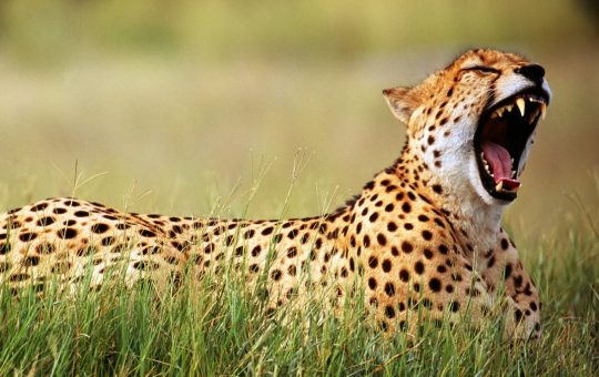 India to import Cheetahs from abroad