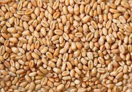Indian wheat demand likely to surge amid Russia-Ukraine war