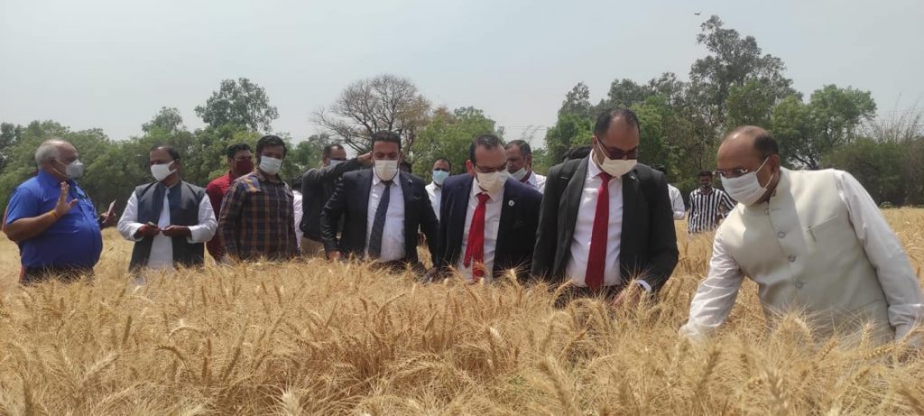 Egypt okays Indian wheat for imports